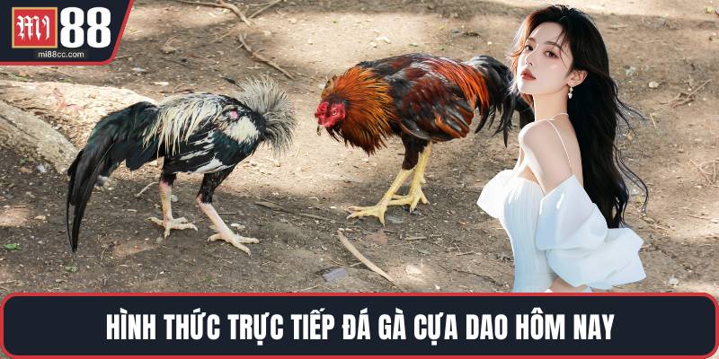 Hình thức trực tiếp đá gà cựa dao hôm nay​