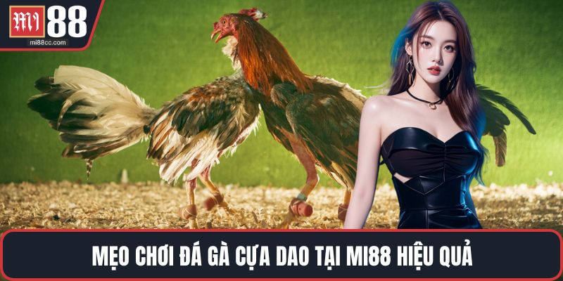 Mẹo chơi đá gà cựa dao tại MI88 hiệu quả